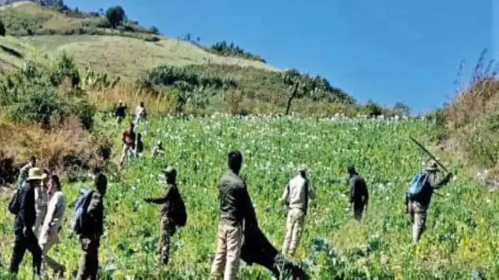 Assam Rifles Destroys 354 Acres of Poppy Fields in Massive 2024 Anti-Drug Operation